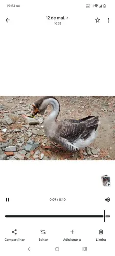 Vendo ganso africano sinaleiro macho 