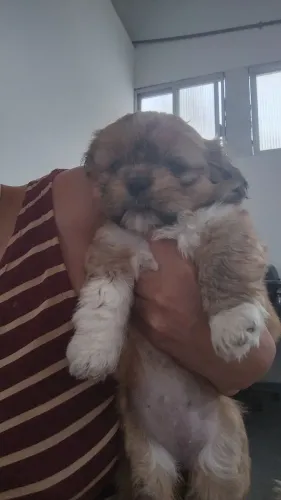 Cachorros shitzu a venda *