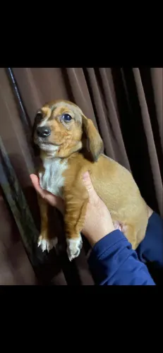 Basset