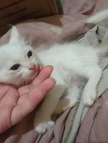 Doação de gatinhos filhotes