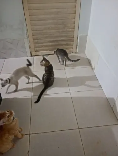 Doações de gatos