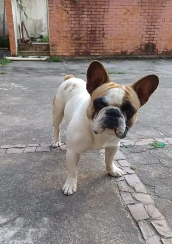 Procura-se uma namorada Bulldog Francês