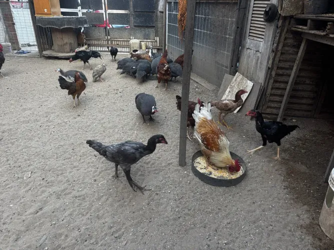 Galinhas e galinhas caipiras e mestiços!