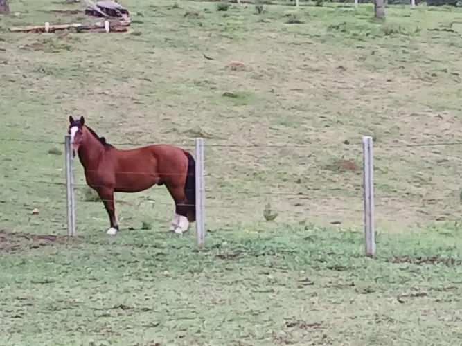 Cavalo 