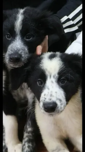 Border Collies Fêmeas e Machos Especiais