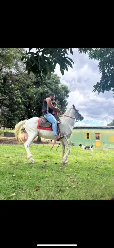Cavalo manso, para crianças ou lugares que utilizam cavalo para lazer 