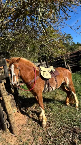 cavalo pampa 
