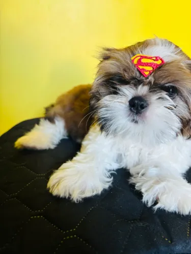 Filhote Shih-tzu