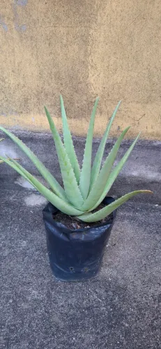 Doação muda babosa/aloe vera