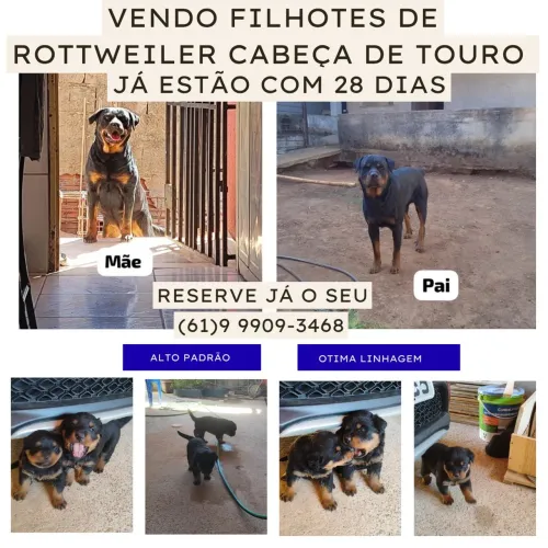 Filhotes de rottweiler