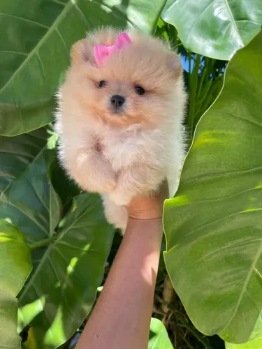 Filhote de Lulu da Pomerânia fêmea