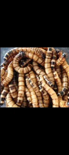 Tenebrio gigante 