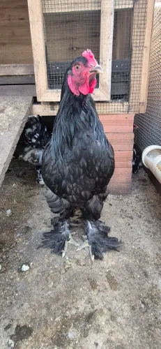 Frangos Brahma Black