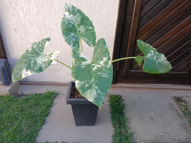 Planta Alocasia Macrorrhiza Variegata. Grande com 01 metro.