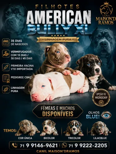 American Bully XL
