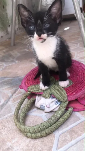 Doação gatinha