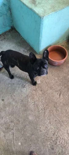 Buldogue francês