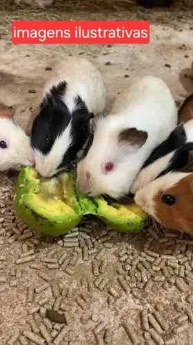 Vendo um casal de porquinhos da Índia por 30 reais os dois (para vender logo )