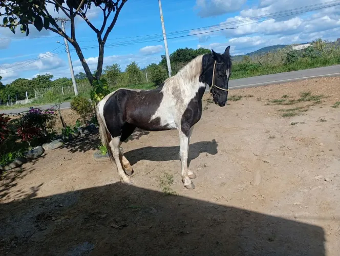Égua Pampa de preto
