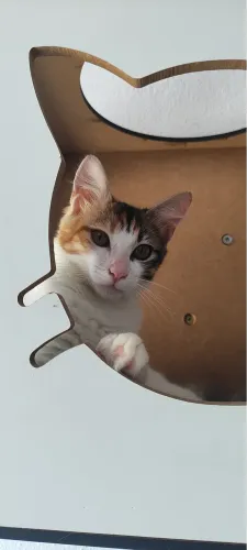 Gatinhos para adoção responsável 