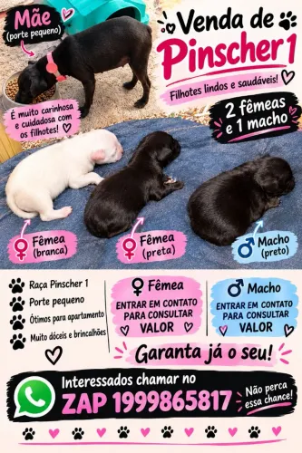 ? FILHOTES DE PINSCHER À VENDA ?