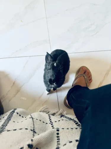 Animal