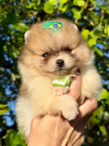 Lulu Da Pomerania Anão, Spitz Alemão Anão