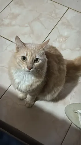 Doa-se gatinhas adultas 