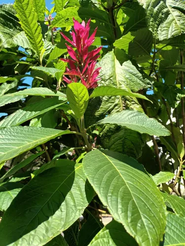 JAZIGO Cemitério Jardim da Paz.