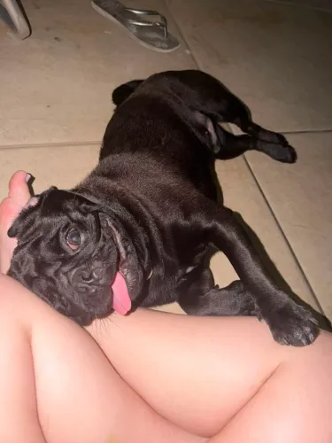 Pug Procurando uma namorada