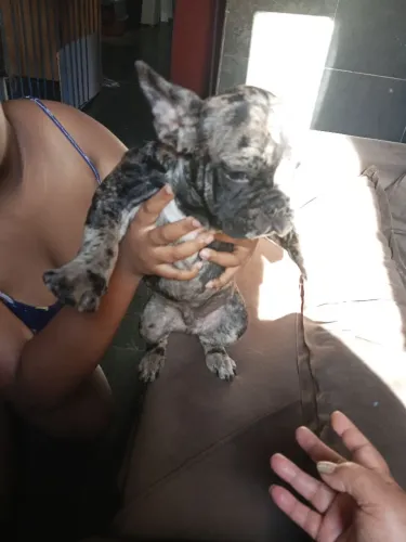 Vendo bulldog francês