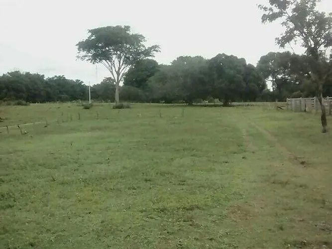 Fazenda em Dois Irmãos. 70 mil por alqueire.