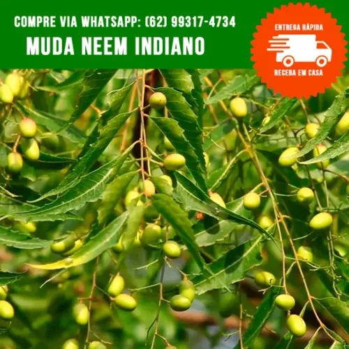Mudas de Neen Indian