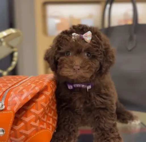 Poodle toy branco doce e inteligente