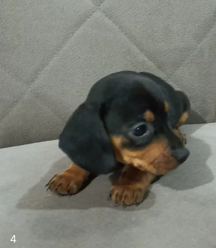 Filhote Basset Dachshund Macho
