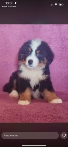 Bernese Mountaing Dog Uma Raça com Carisma Inigualável