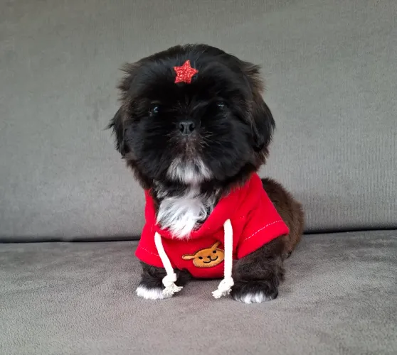 Shihtzu macho vacinado com garantia 