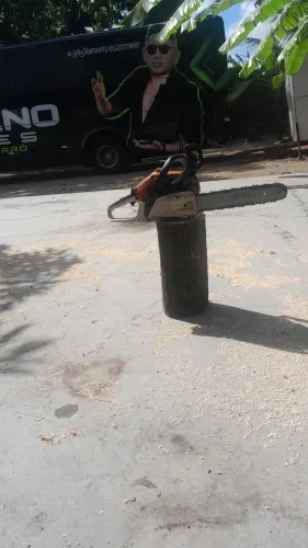 Poldas e derrubas de árvores e coqueiros