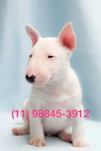 bull terrier o albino
