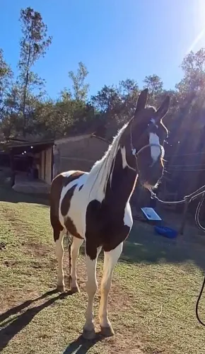 CASTRADO LUXO (marcha picada)