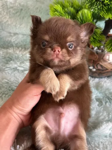 Chihuahua - Uma fofura para sua casa!
