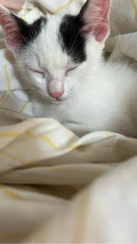 Doação de gatinha filhote