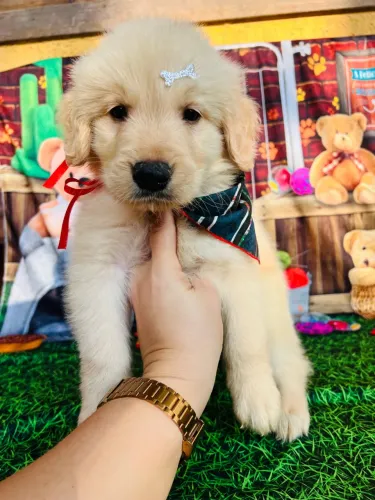 Golden Retriever / vacinado vermifugado pedigree opc