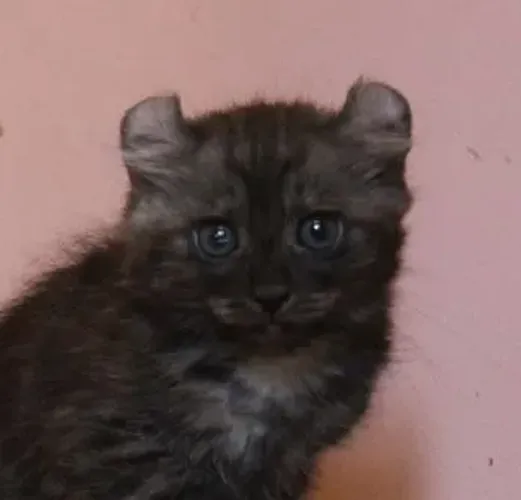 American Curl Filhotes Adoráveis na Cor Preto