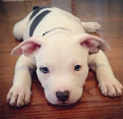 Filhote de Pitbull com muito carinho 