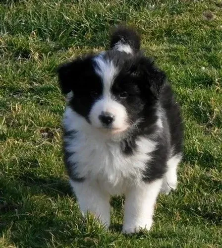 Filhotes de border collie , não poderiam faltar. 