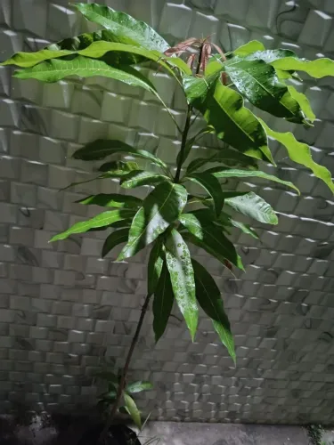 Promoção , mudas de manga palmer com dois metros, e outras frutíferas, últimas uniid