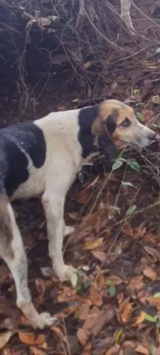 Cão da raça foxhoud americano 