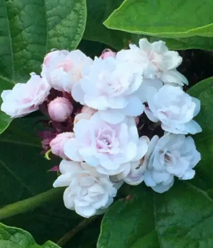 Muda de Hortênsia Cashemere Bouquet - Perfumada Rarissima 