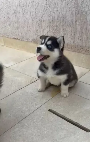 Husky siberiano branco e preto